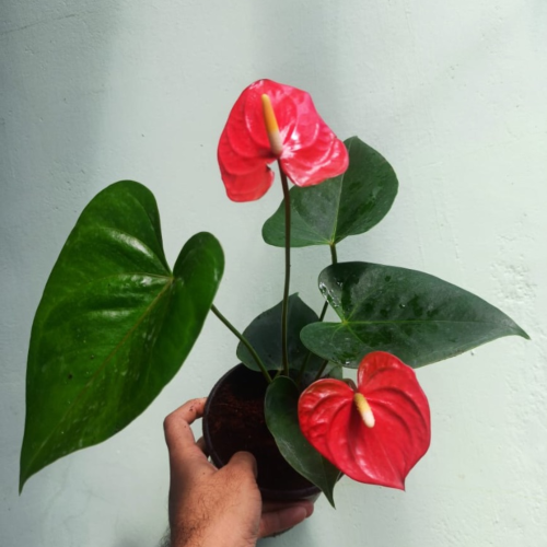 Anthurium