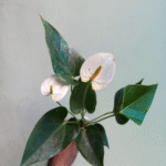 Anthurium