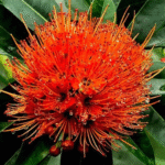 rosida red