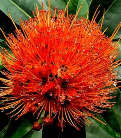 rosida red