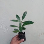 Rosida red