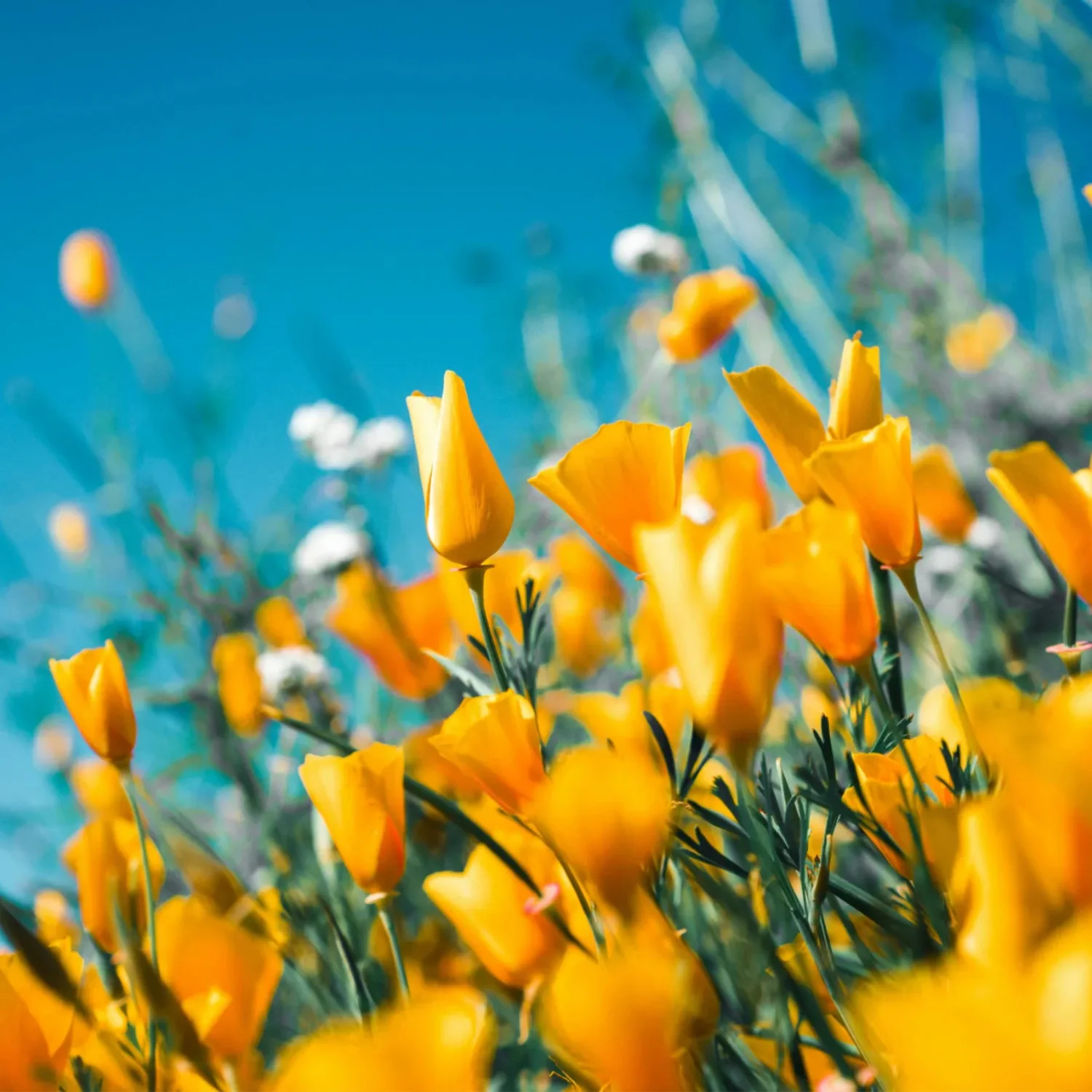 Yellow flower blubs on a sunny day