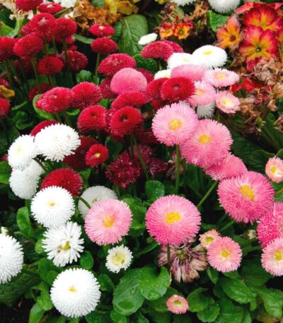 Daisy Double Mixed flower seeds with colorful fluffy blooms