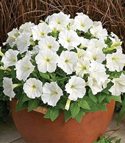 Petunia White Flower Seeds with blooming white flowers