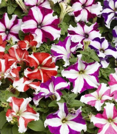 Petunia Star Flower Plant in full bloom in a pot – Bhumij Plants
