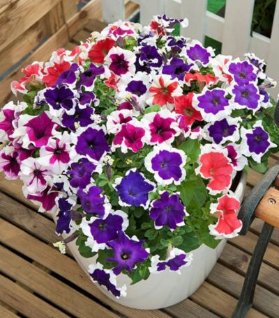 Petunia Mix Flower Seeds packet with colorful blooming flowers