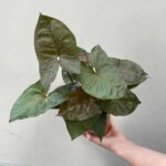 Syngonium Chocolate Plant with Dark Arrow-Shaped Leaves – Buy Online at Bhumij Plants