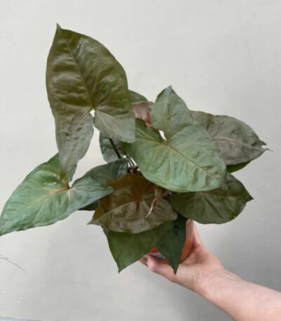 Syngonium Chocolate Plant with Dark Arrow-Shaped Leaves – Buy Online at Bhumij Plants