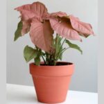 Syngonium Pink Plant with Soft Pink Arrow-Shaped Leaves – Buy Online at Bhumij Plants