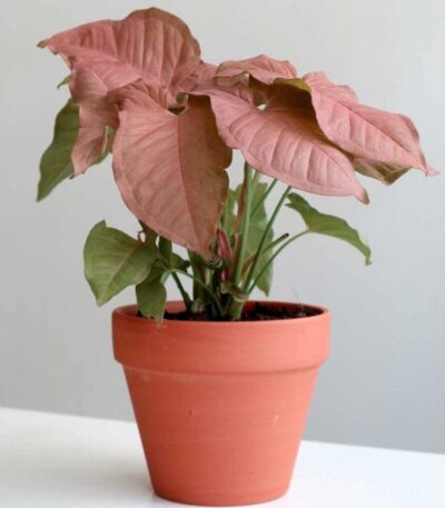 Syngonium Pink Plant with Soft Pink Arrow-Shaped Leaves – Buy Online at Bhumij Plants