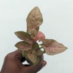 Syngonium Pink Plant with Soft Pink Arrow-Shaped Leaves – Buy Online at Bhumij Plants