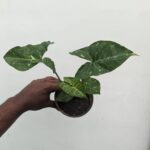 Syngonium Galaxy Panda Plant with White-Green Variegated Leaves – Buy Online at Bhumij Plants