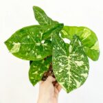 Syngonium Galaxy Panda Plant with White-Green Variegated Leaves – Buy Online at Bhumij Plants