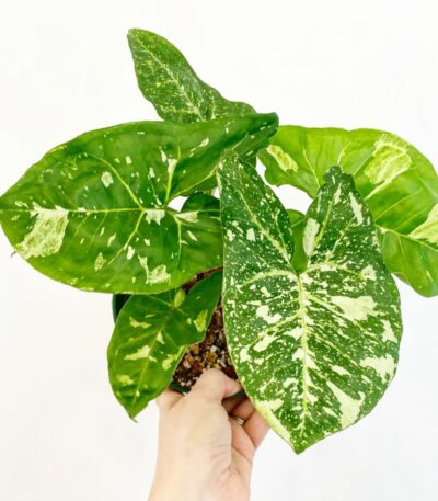 Syngonium Galaxy Panda Plant with White-Green Variegated Leaves – Buy Online at Bhumij Plants