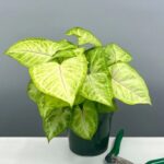 Syngonium Mango Plant with Golden-Yellow Arrow-Shaped Leaves – Buy Online at Bhumij Plants