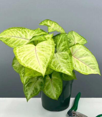 Syngonium Mango Plant with Golden-Yellow Arrow-Shaped Leaves – Buy Online at Bhumij Plants