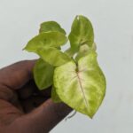 Syngonium Mango Plant with Golden-Yellow Arrow-Shaped Leaves – Buy Online at Bhumij Plants