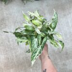 Syngonium Starlight Plant with White-Green Variegated Leaves – Buy Online at Bhumij Plants