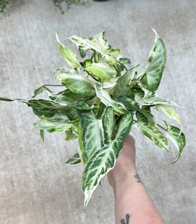 Syngonium Starlight Plant with White-Green Variegated Leaves – Buy Online at Bhumij Plants