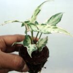Syngonium Starlight Plant with White-Green Variegated Leaves – Buy Online at Bhumij Plants